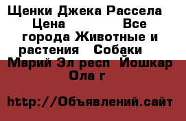 Щенки Джека Рассела › Цена ­ 10 000 - Все города Животные и растения » Собаки   . Марий Эл респ.,Йошкар-Ола г.